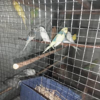 love bird or parrot for sale