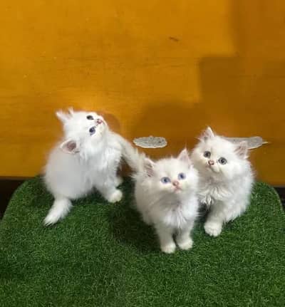 (Persian female kitten) (for sale all) (Pakistan delivery available)