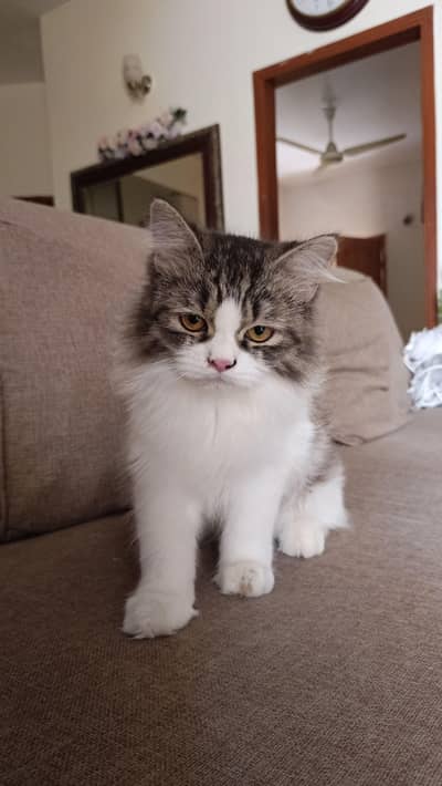 100% Pure Bred Persian Kitten Vaccinated