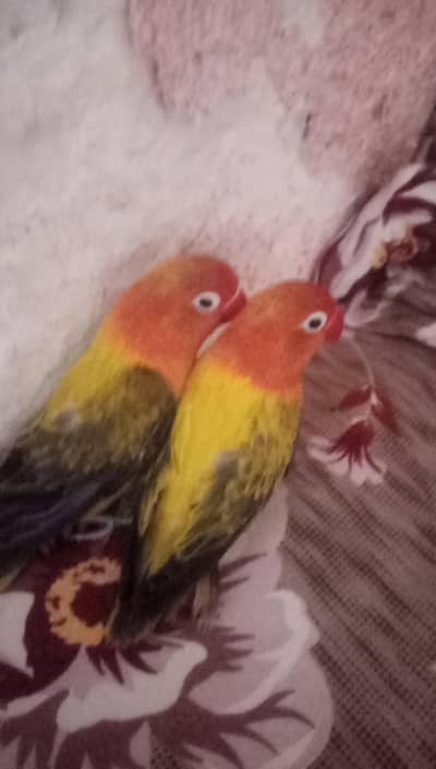 love bird