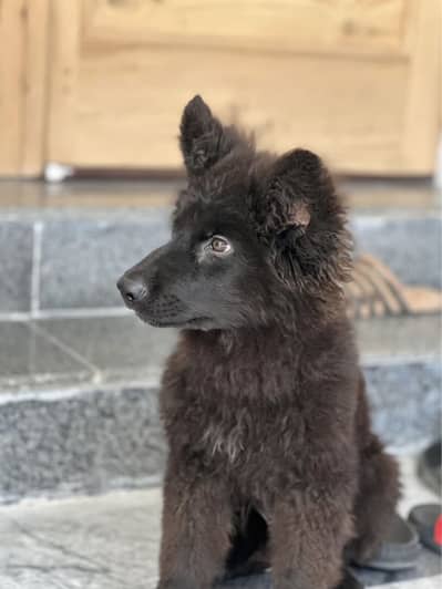 Black German shepherd puppy