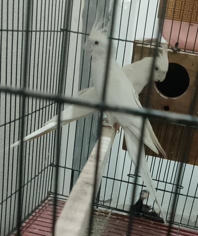 Eno red eyes cockatiel pair