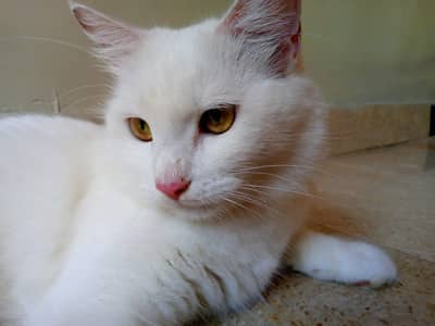 Beautiful Persian Cat Looking for a Loving Forever Home