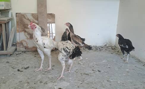 aseel hens for sale