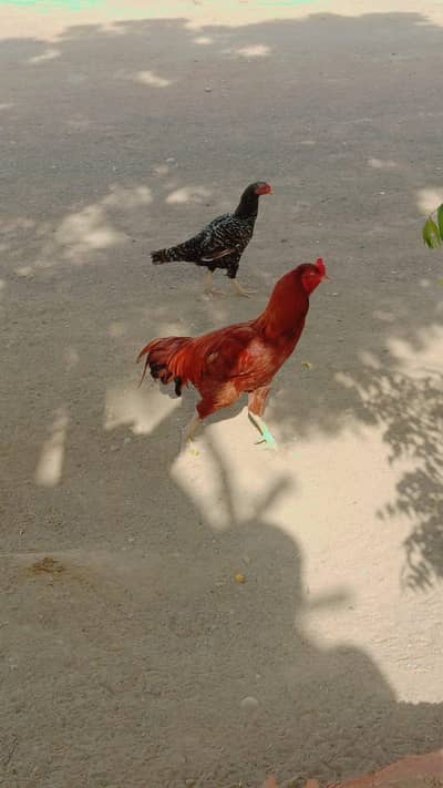 jori chicken