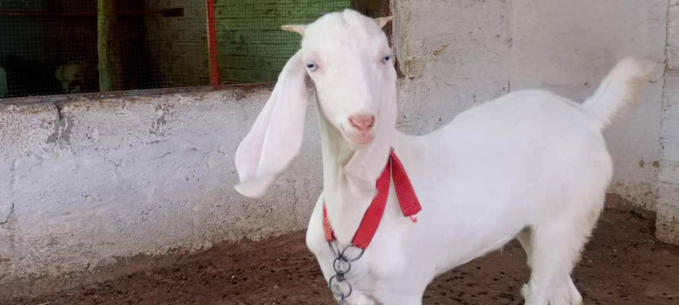 goats 0