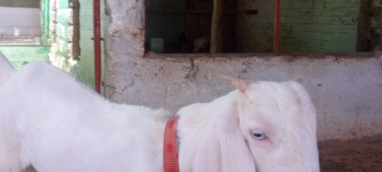 goats 1