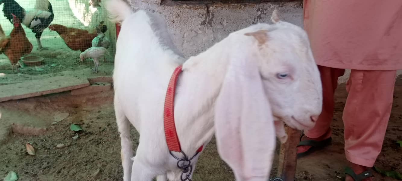 goats 3