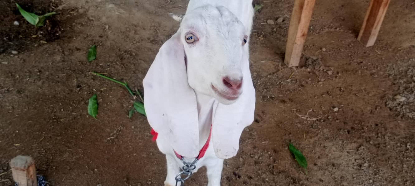 goats 4
