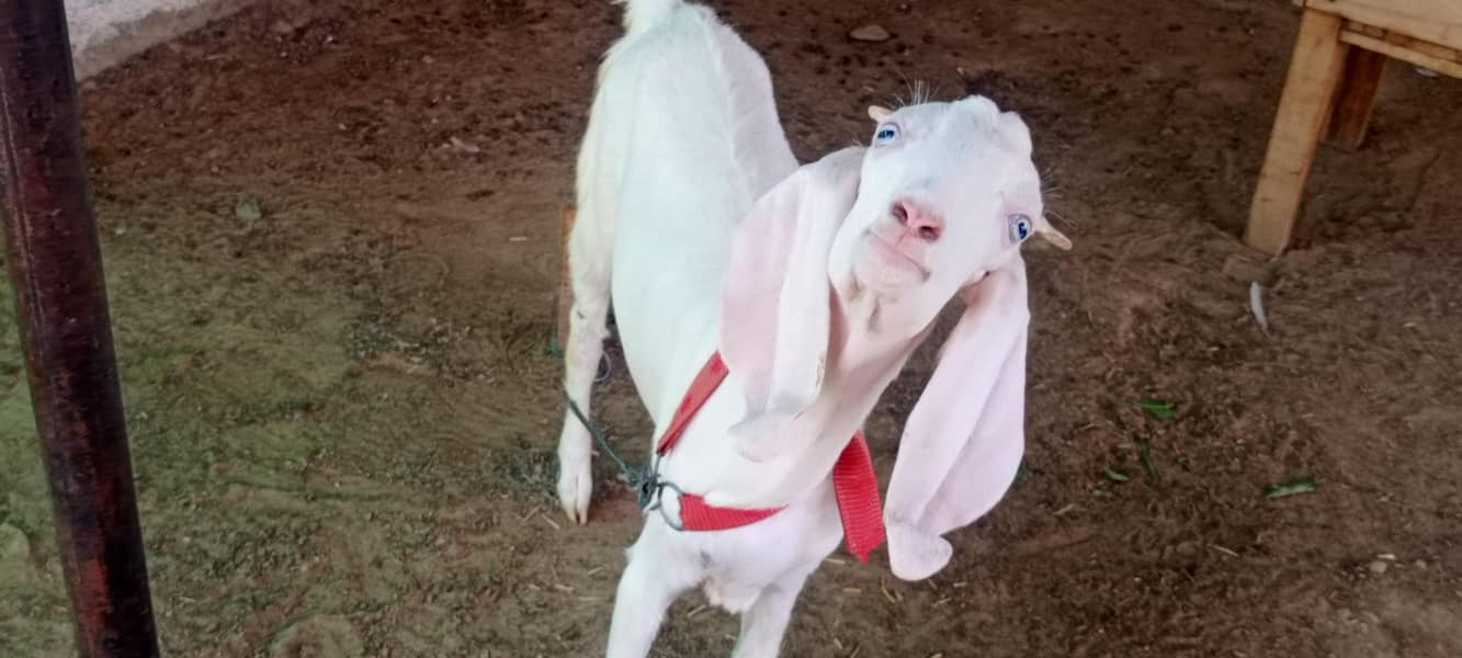 goats 5