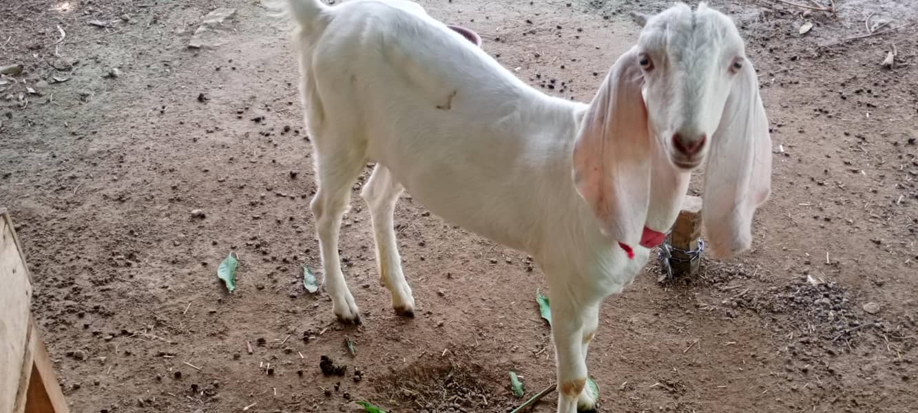 goats 6