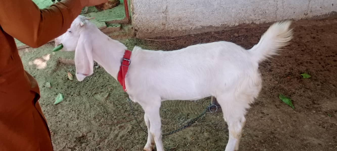 goats 7