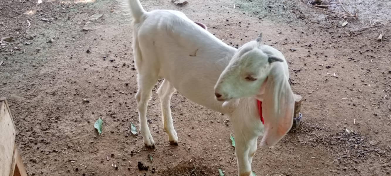 goats 8