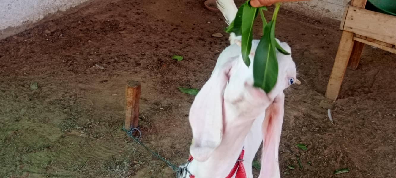 goats 9