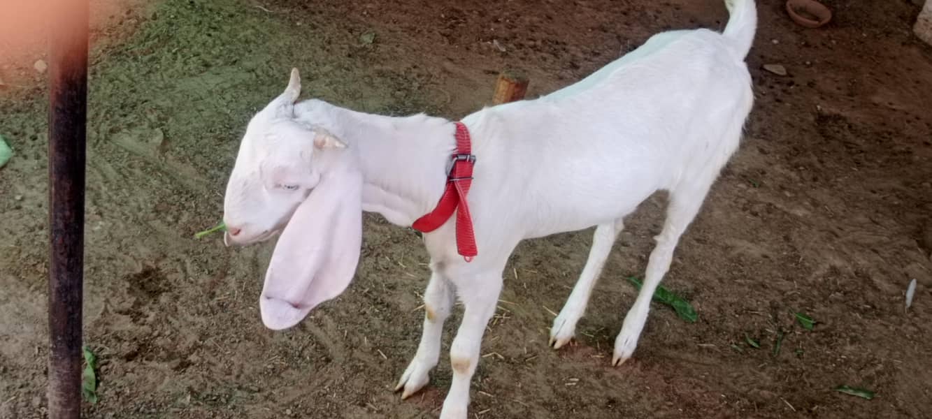 goats 10