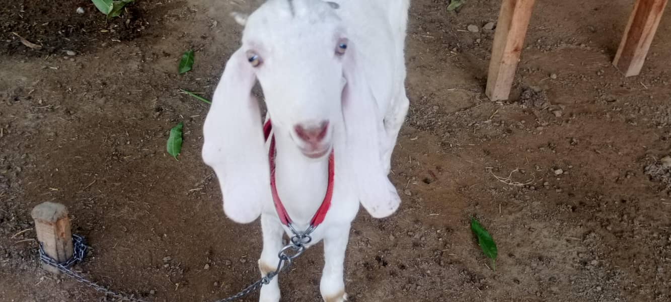 goats 12