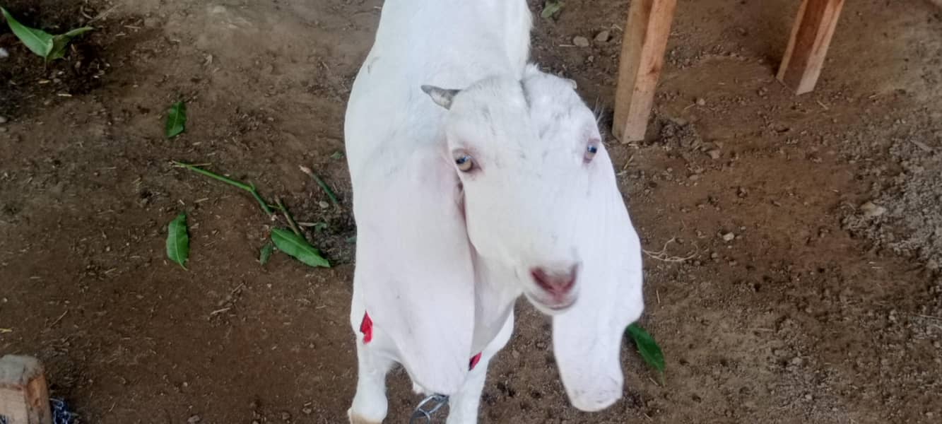 goats 13