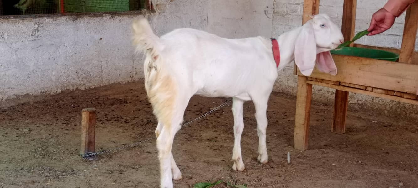 goats 15