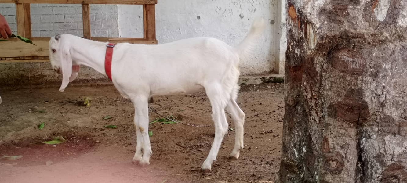 goats 16