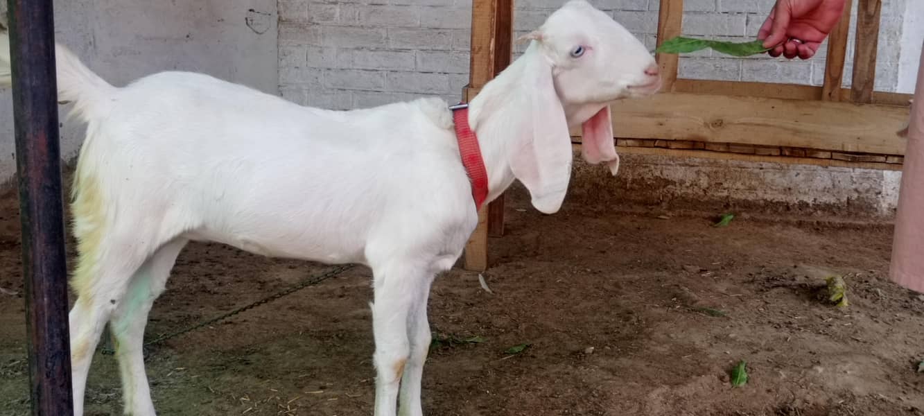 goats 17