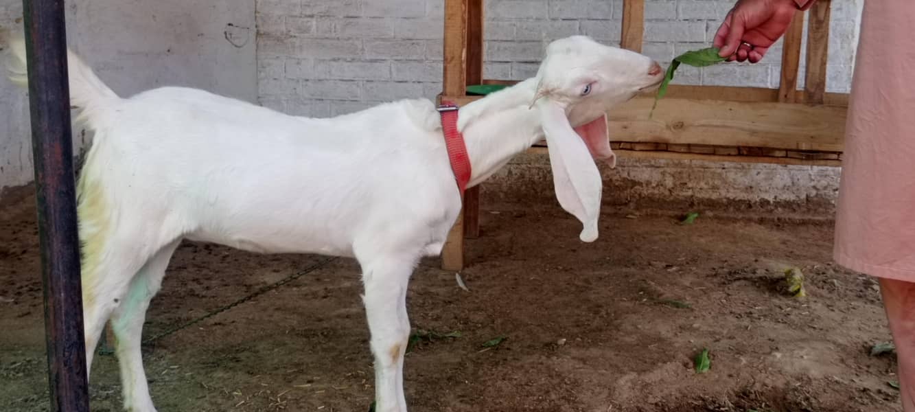 goats 18