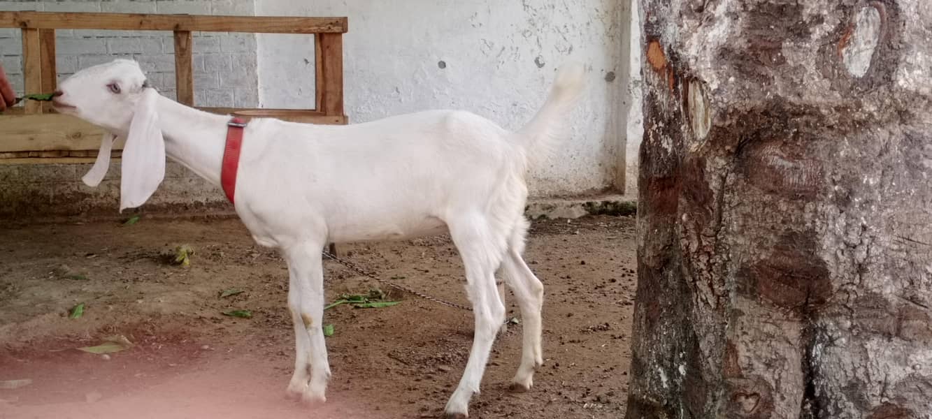 goats 19