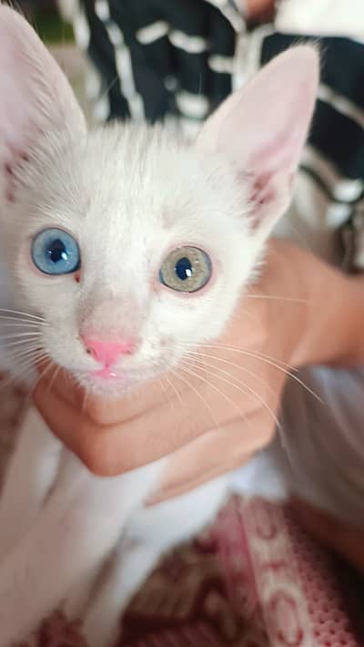 The colour of cat is white and the eyes color is different