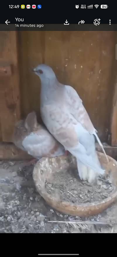 Chitta lalban phatta gulabi magsi madi
