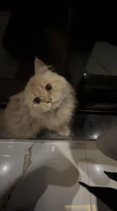 Punched face persian cat
