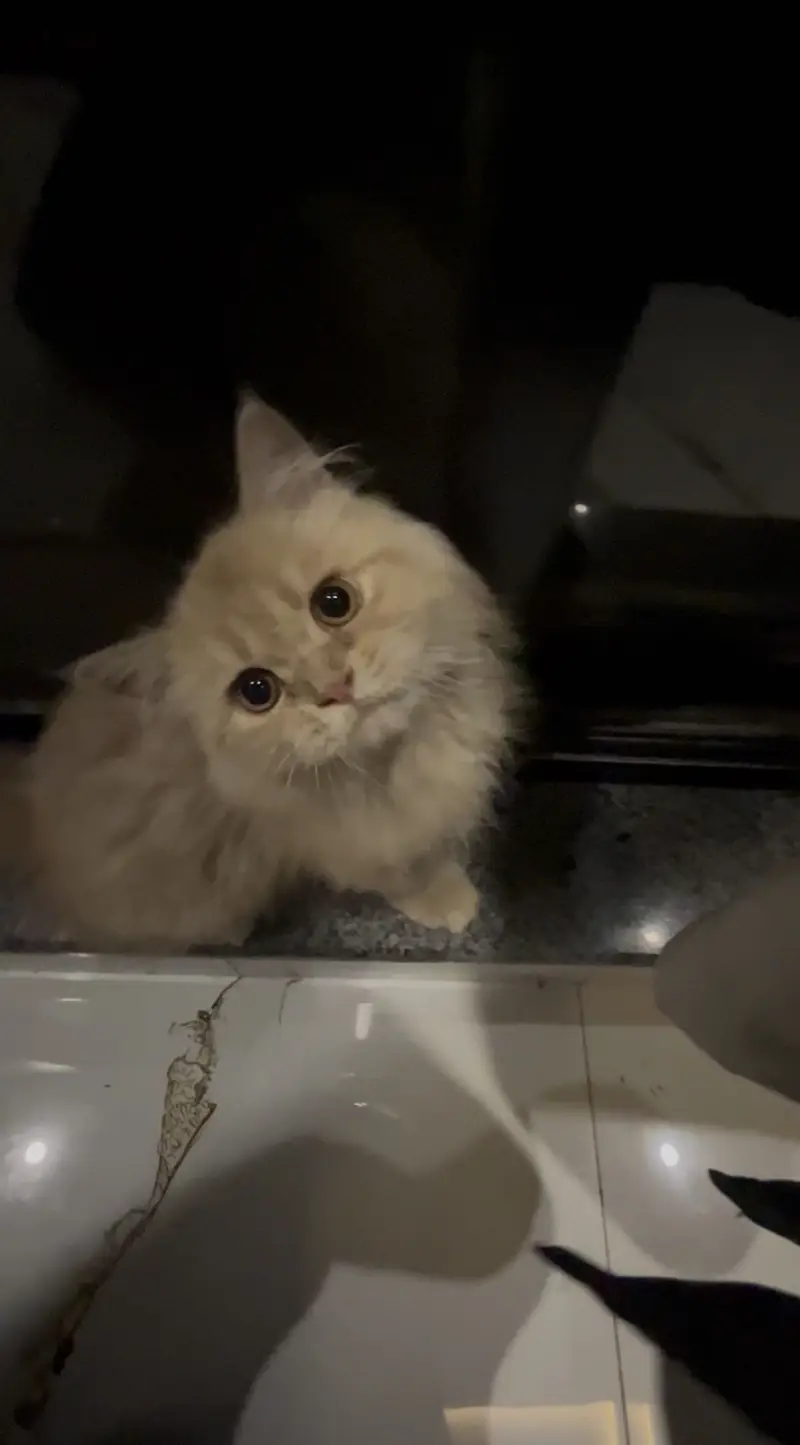 Punched face persian cat