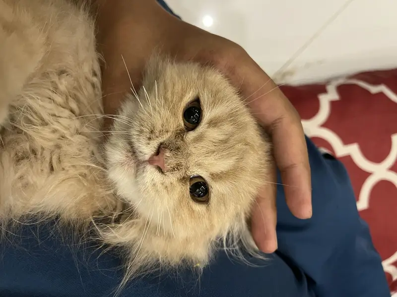 Punched face persian cat — photo 2