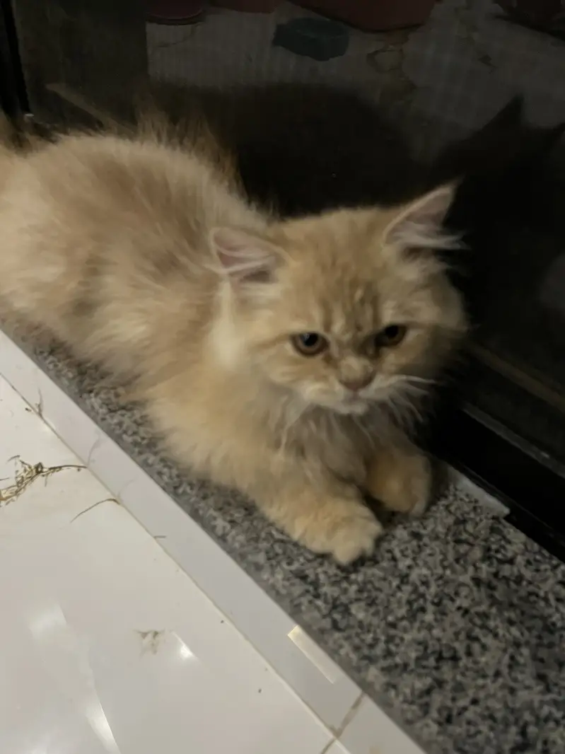 Punched face persian cat — photo 3