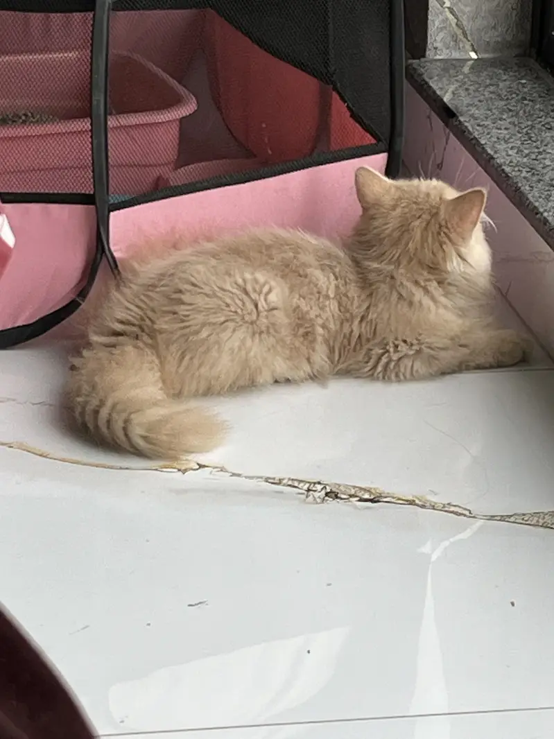 Punched face persian cat — photo 4