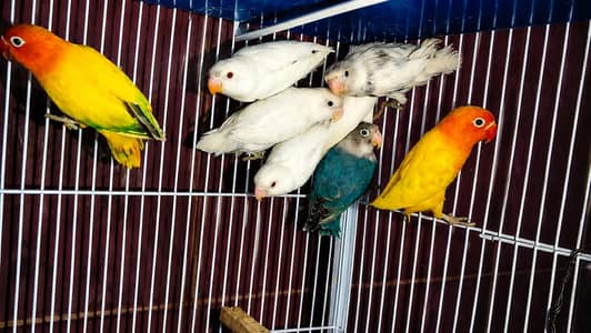 Lovebirds For Sale Home Bred