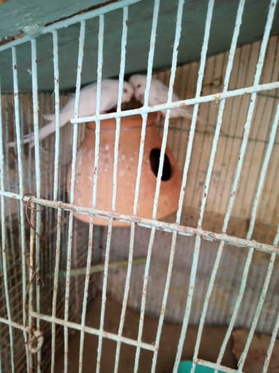 Auestelion bird for sale