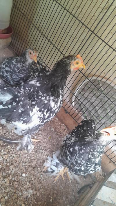 Motteled Cochine Bantam Patha