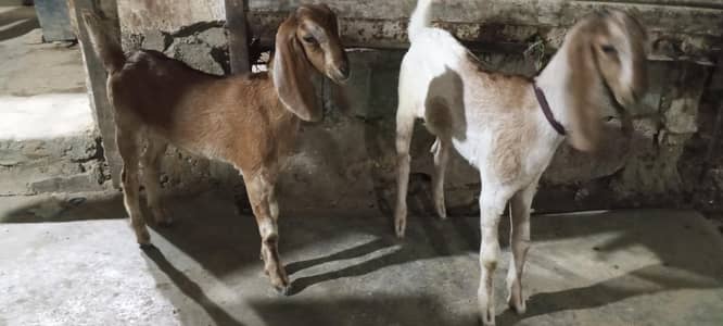 Male female available goat kids