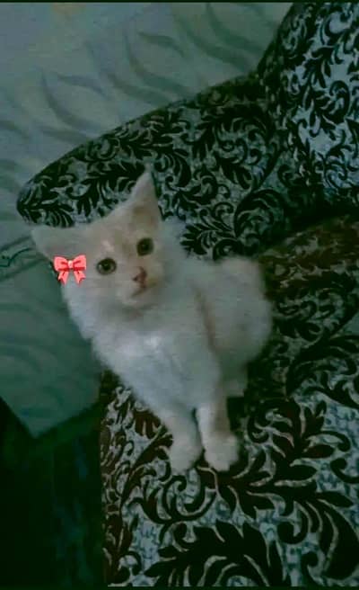 cute Persian