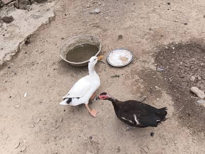 Duvks pair