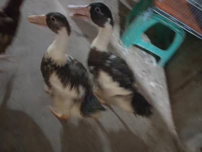 pair of duck