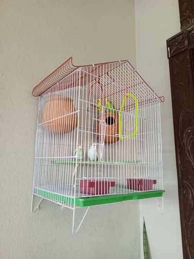 Australian / Lovebirds