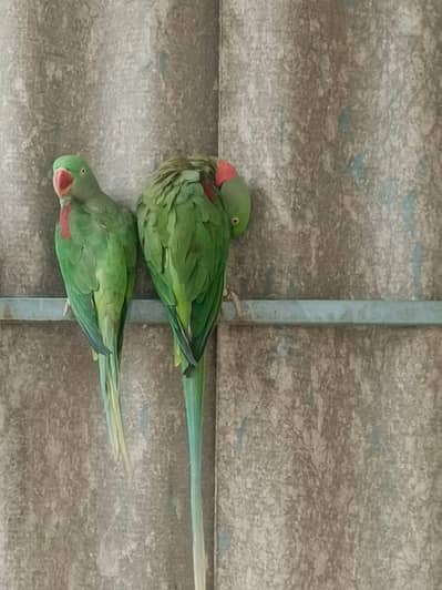 Raw parrots for sale
