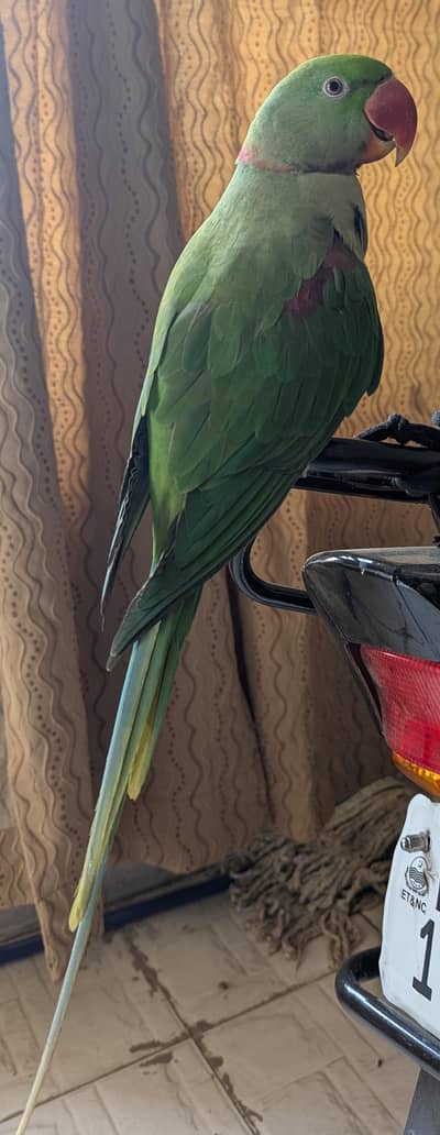 Alexandrian Parakeet  - Pahari Tota (mountain parrot) or Raw Tota