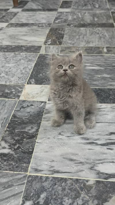 High quality Persian kittens