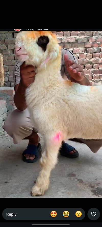 Mundra Bacha 2027 ki qurbani