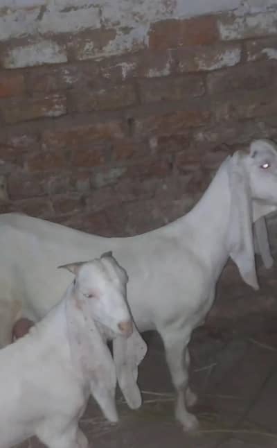gulabi Bakri fresh 8 dant gabban