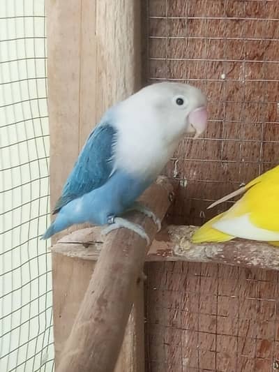 Some of quality birds are for sale