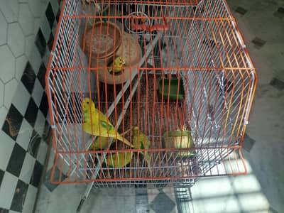 5 Australian Parrots with cage