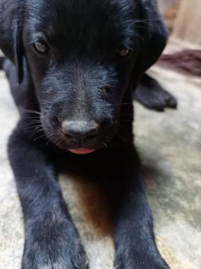 Black Canadian Labrador original