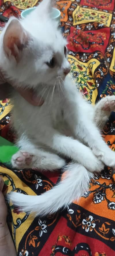 baby cat
